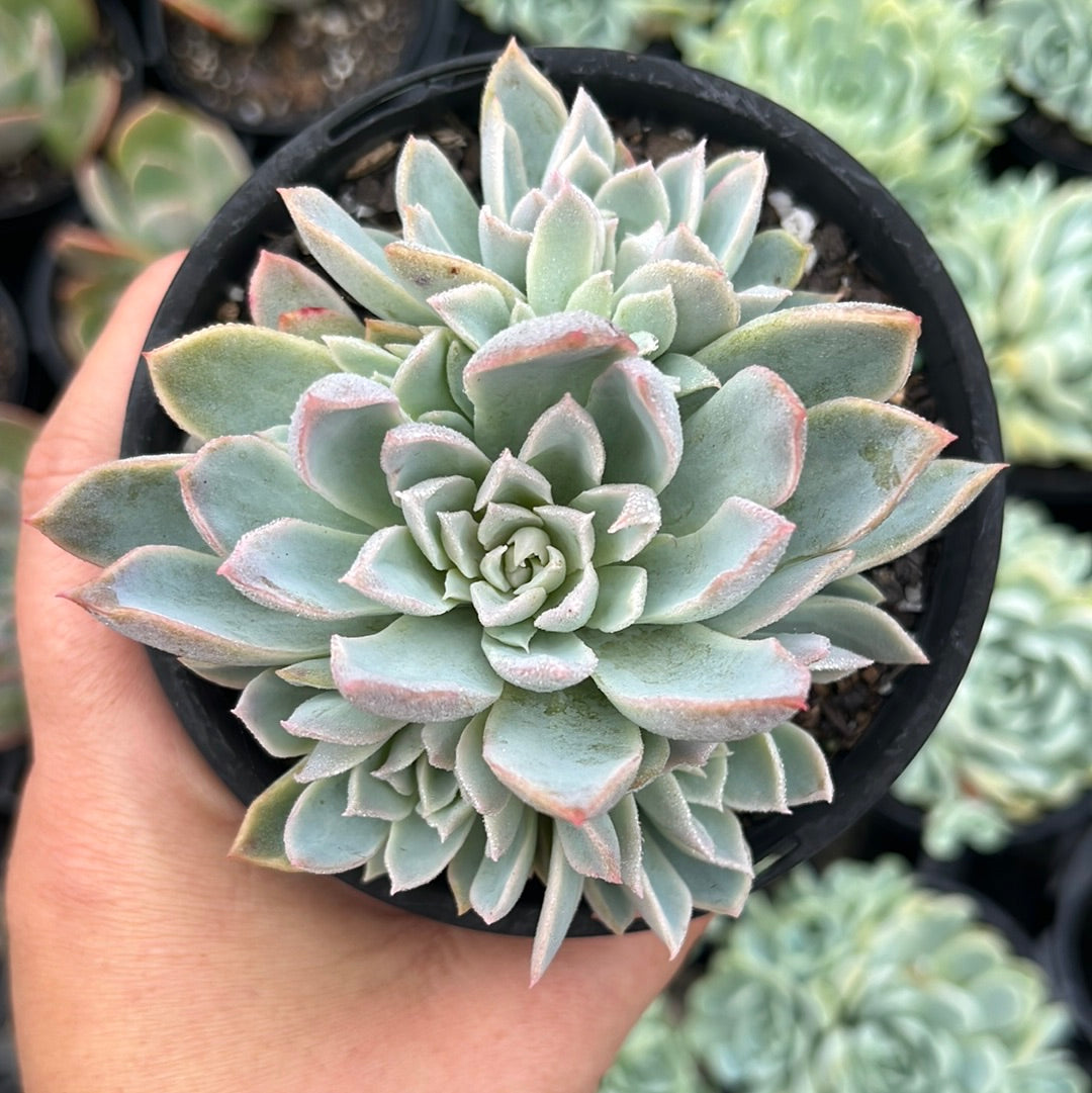 Echeveria Violet Queen (LG)