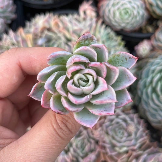 Echeveia Violet Queen (Cutting)