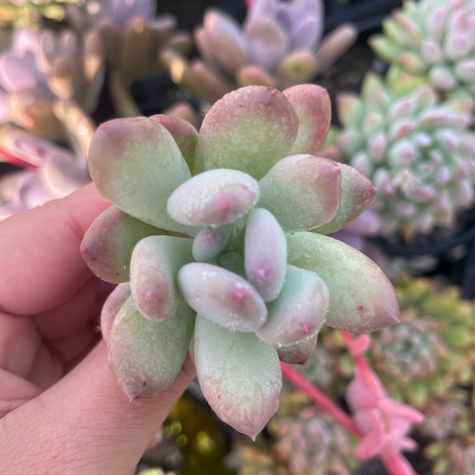 Pachyphytum Oviferum Mikadukibijin (Cutting)