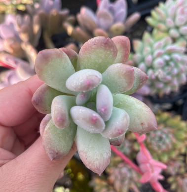 Pachyphytum Oviferum Mikadukibijin (Cutting)