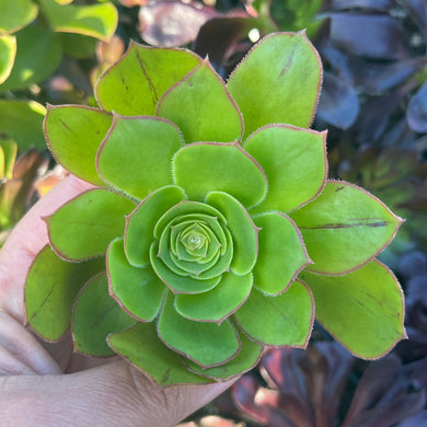 Aeonium Undulatum (Cutting)