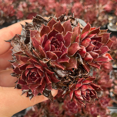 Sempervivum Chocolate Kisses Cluster (SQ)