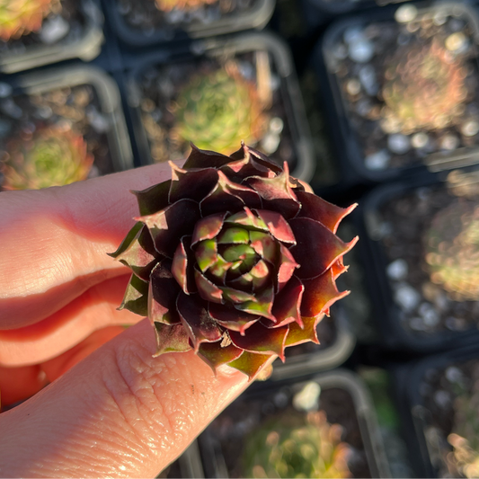 Sempervivum Cranberry Cocktail (Cutting)