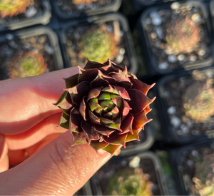 Sempervivum Cranberry Cocktail (Cutting)