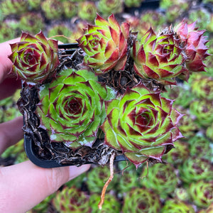 Sempervivum Montana Red Cluster (SQ)