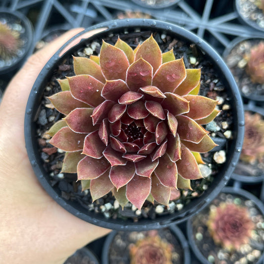 Sempervivum Pacific Red Rose (LS)