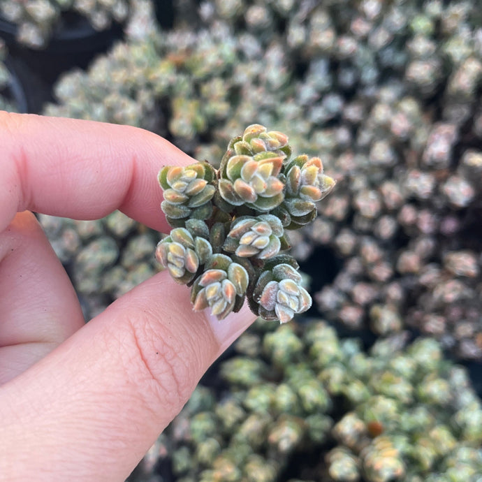 Crassula Lanuginosa (Cutting)