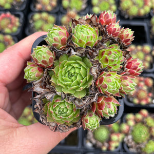 Sempervivum Ruthenicum Cluster (SQ)