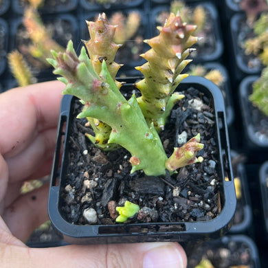 Orbea Variegata Red (SR)