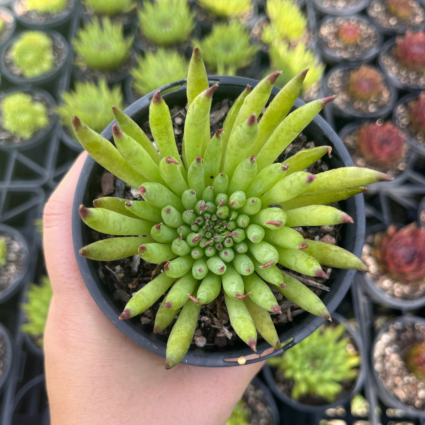 Sempervivum Pittoni (LS)