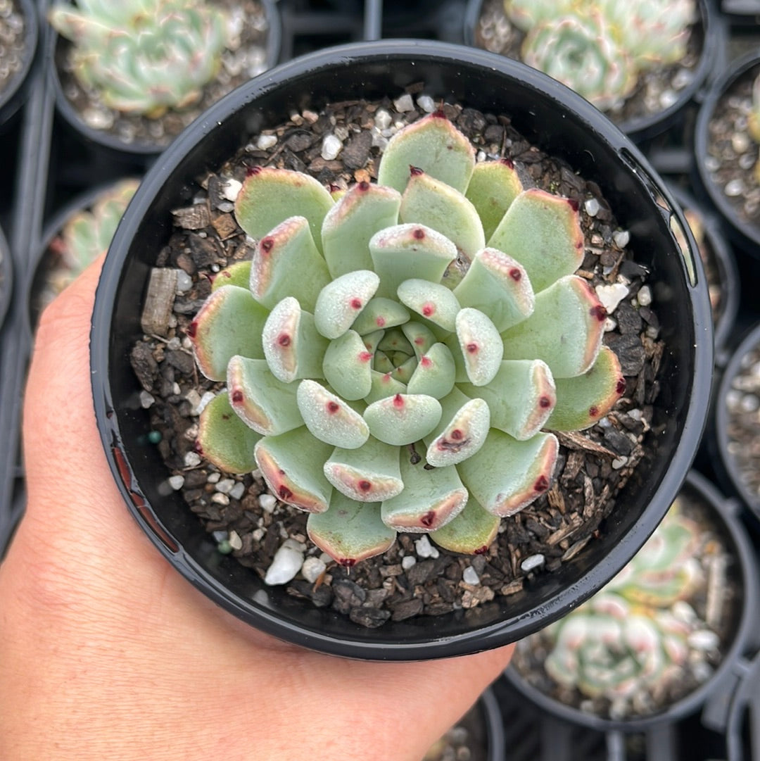 Echeveria Red Absinthe (LG)