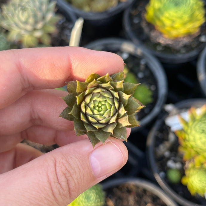 Sempervivum Centennial (Cutting)