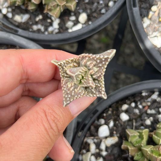 Faucaria Super Warty (Cutting)