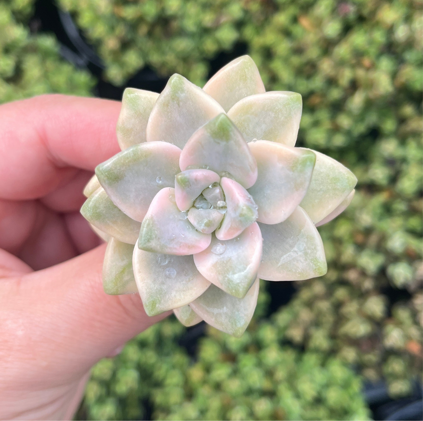 Graptoveria Bernalense  Variegata (Cutting)