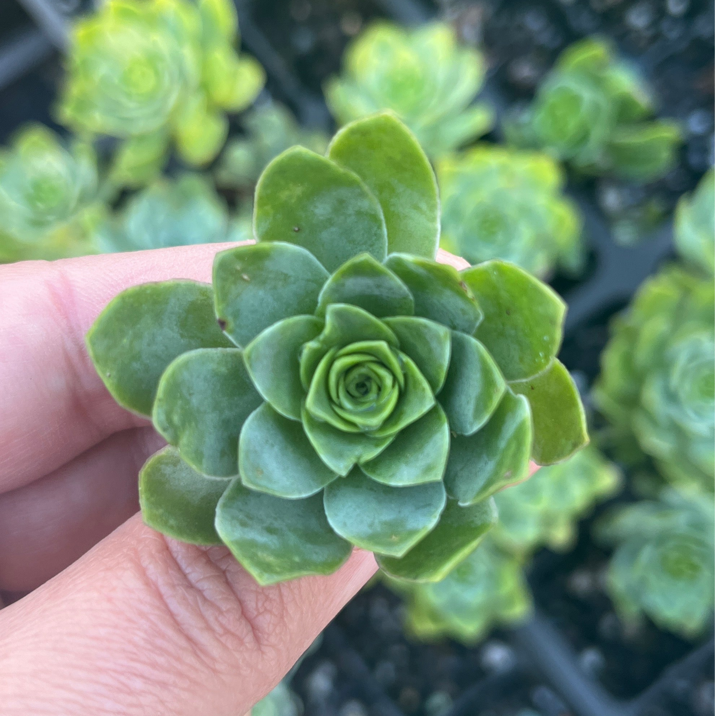 Aeonium Aureum (Cutting)