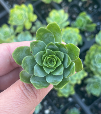 Aeonium Aureum (Cutting)