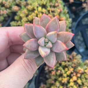 Graptoveria Bronze Delight (Cutting)