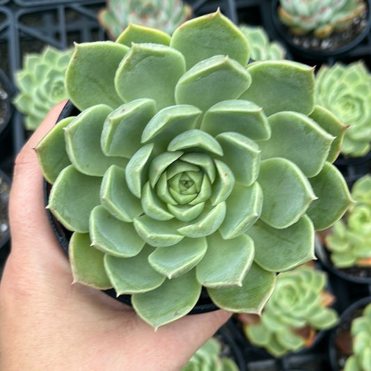 Echeveria Hylina Rose (LG)