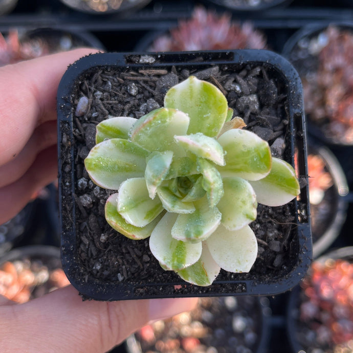 Aeonium Suncup (SR)