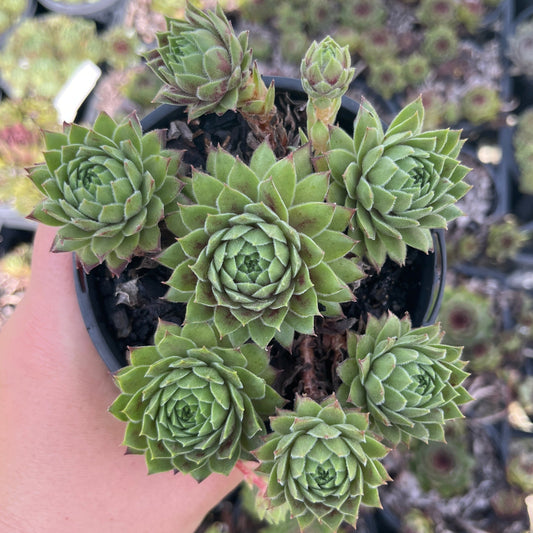 Sempervivum Red King (LS)