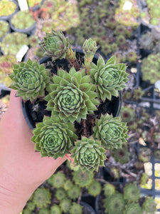 Sempervivum Red King (LS)