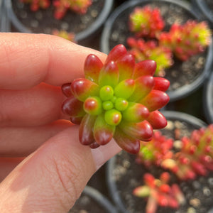 Sedum Green Jelly Bean (Cutting)