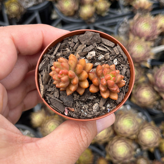 Sedeveria White Stonecrop (SR)