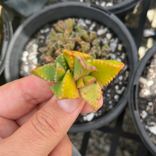 Faucaria Brittiane (Cutting)