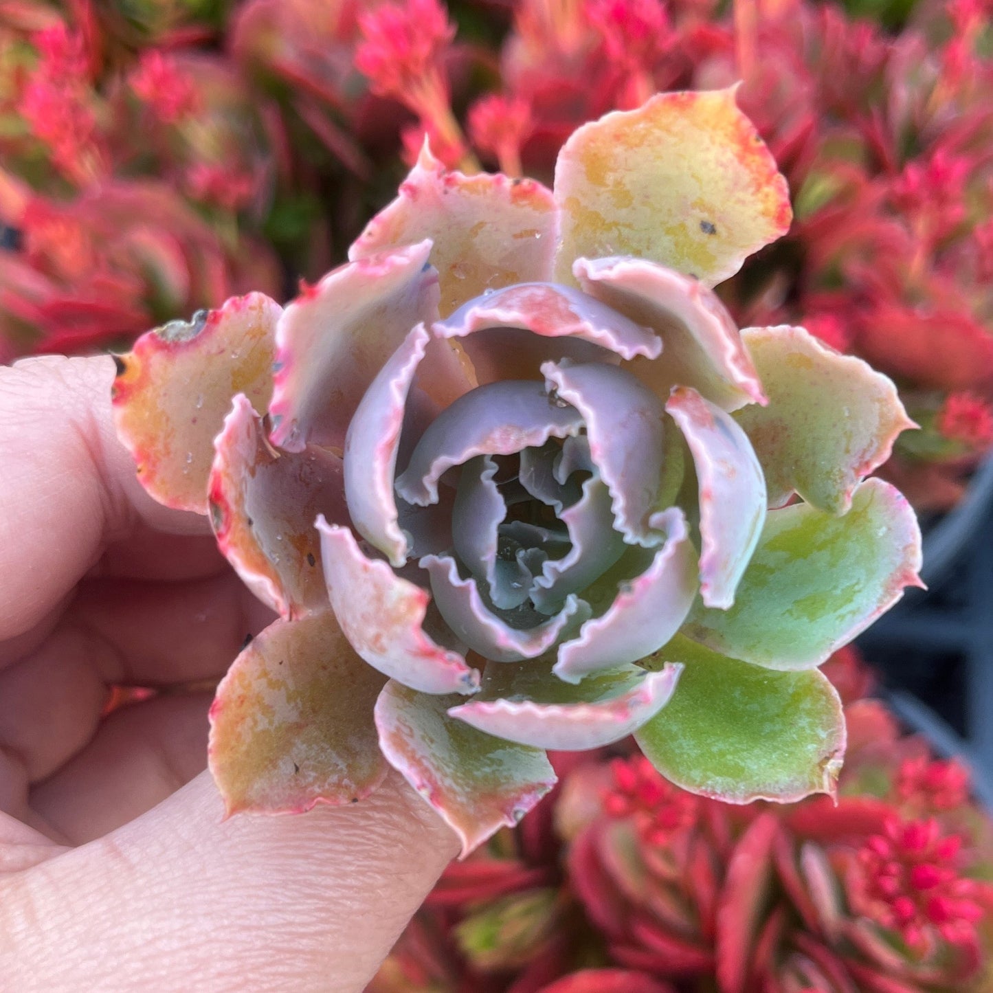 Echeveia Shavianna Pink Frills (Cutting)