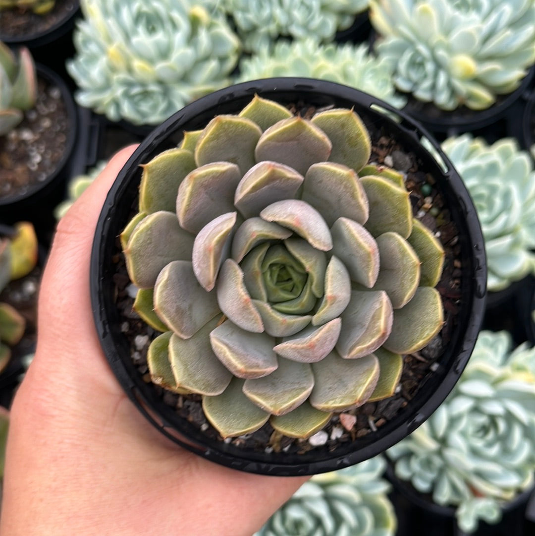 Echeveria Pop Candy (LG)