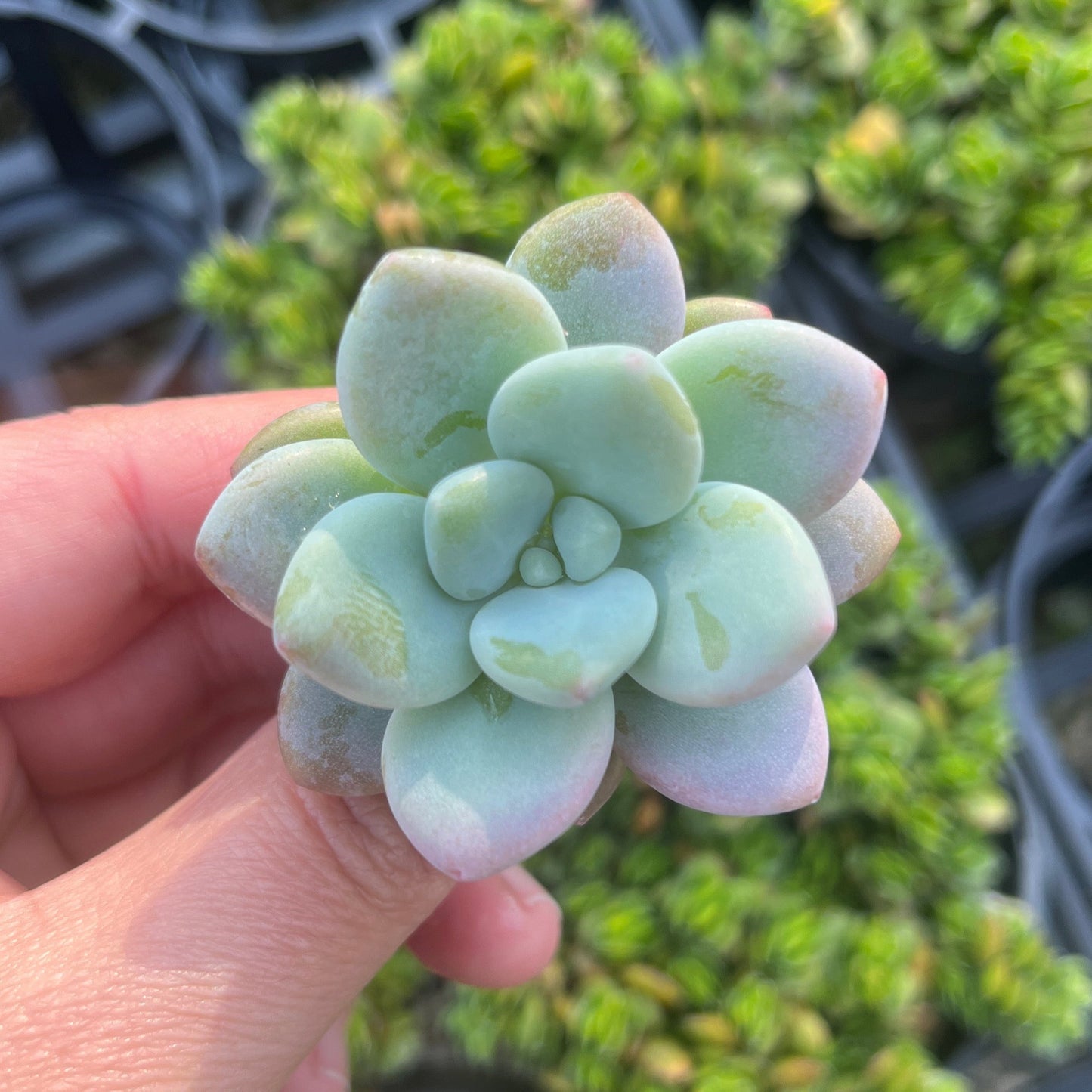 Graptosedum Muil (Cutting)