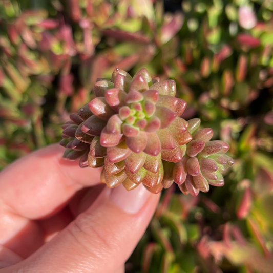 Sedeveria White Stonecrop (Cutting)