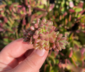 Sedeveria White Stonecrop (Cutting)