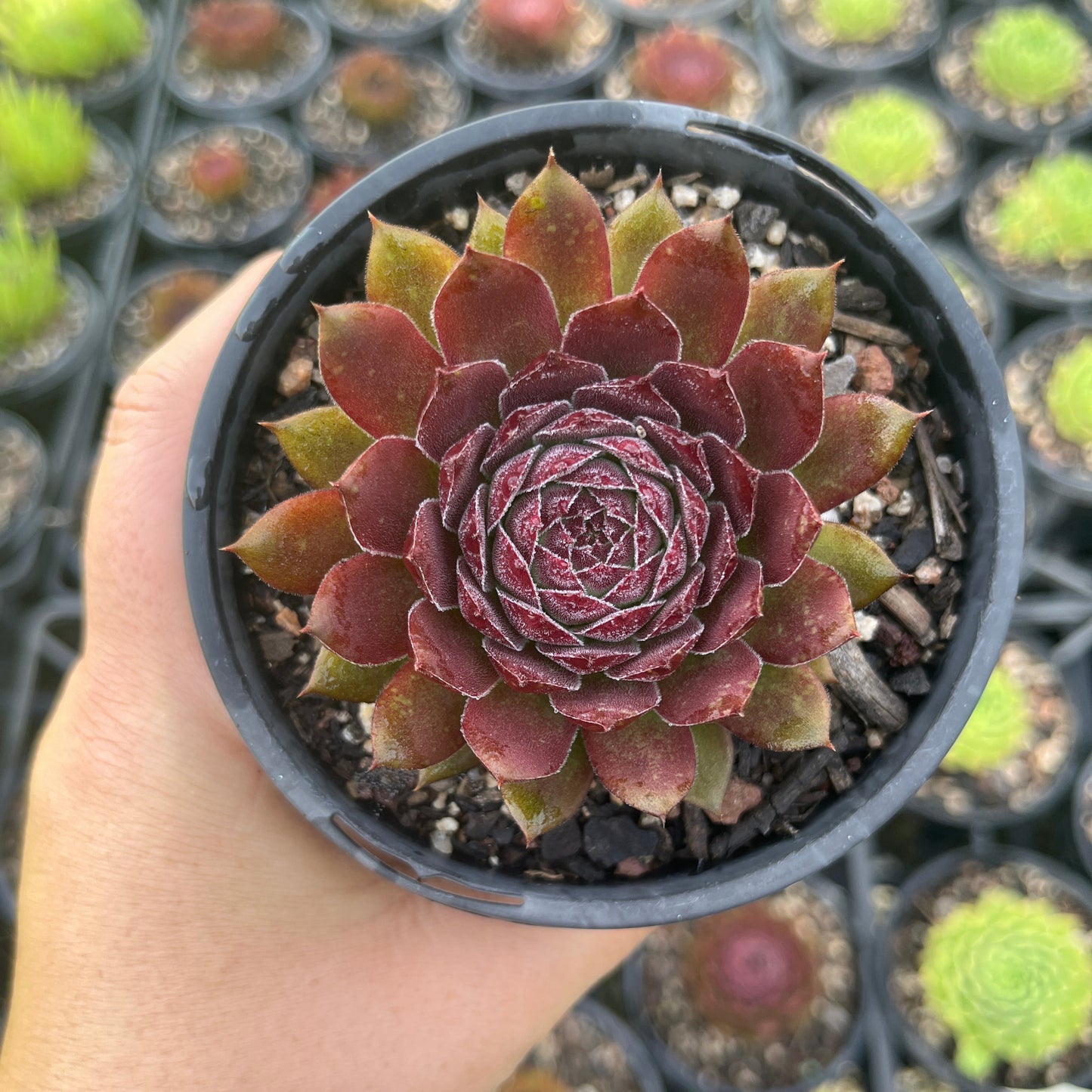 Sempervivum Gabrielle (LS)