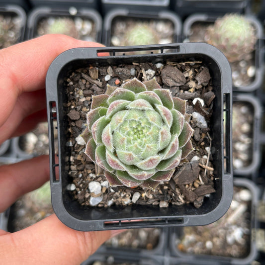 Sempervivum Rasberry Ice (SQ)