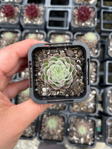 Sempervivum Rasberry Ice (SQ)