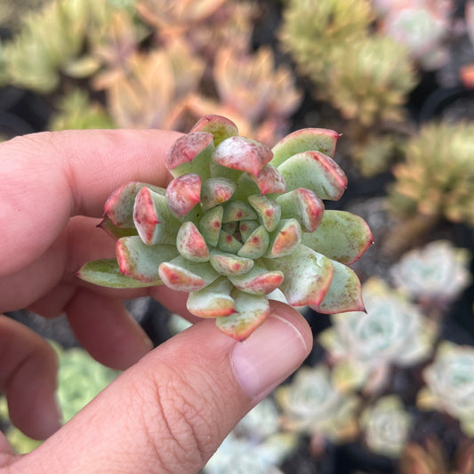 Echeveria Pippa Fairy (Cutting)