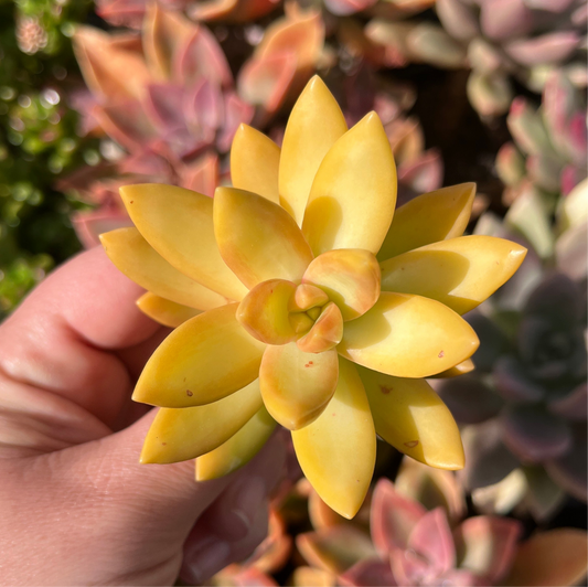 Sedum Firestorm (Cutting)