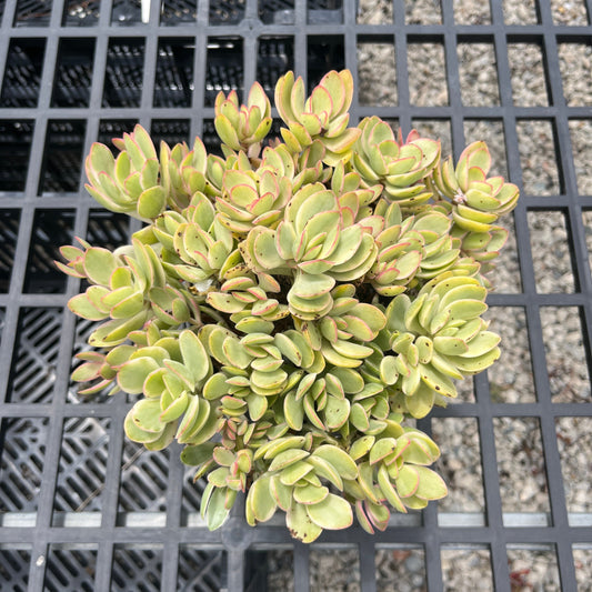 Crassula Money Maker Variegated (SS)