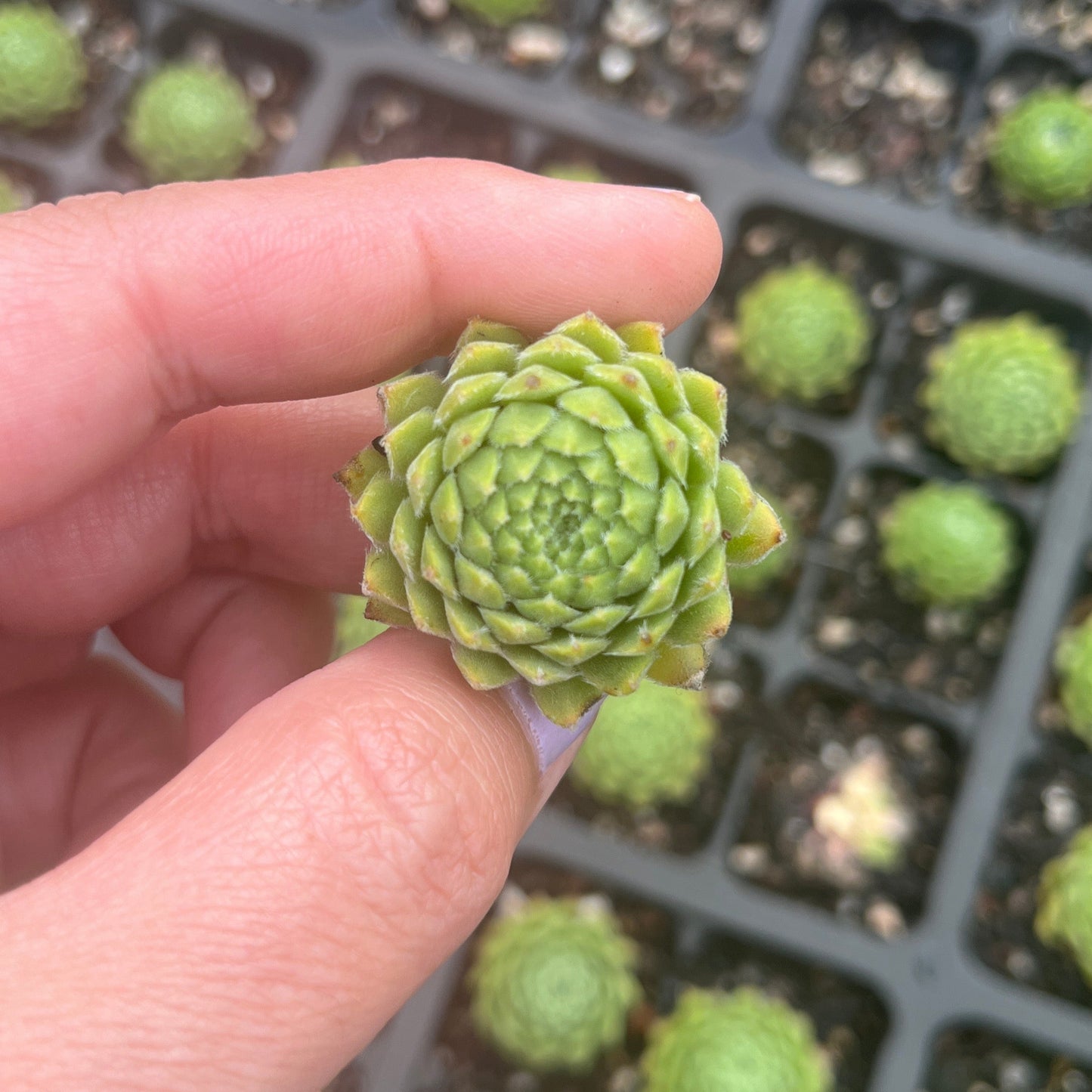 Sempervivum Undine (Cutting)