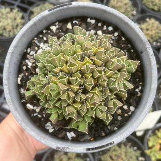 Faucaria Tigerina Minima (XL)