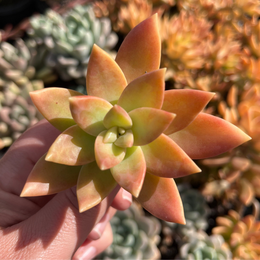 Sedum Pats Pink (Cutting)