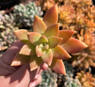 Sedum Pats Pink (Cutting)