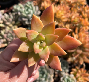 Sedum Pats Pink (Cutting)