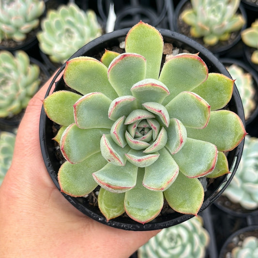 Echeveria Cherry (LG)