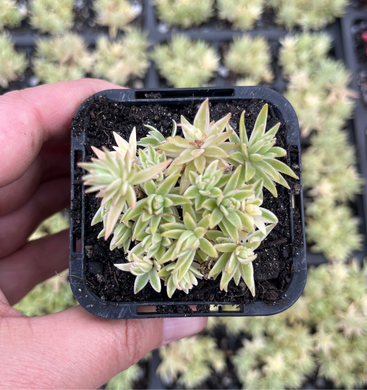 Sedum Lineare (SR)