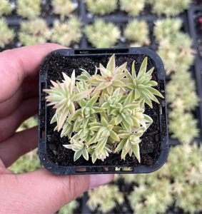 Sedum Lineare (SR)