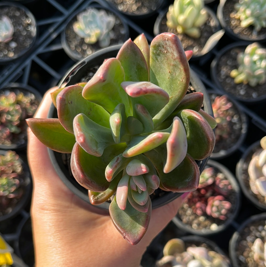 Pachyphytum Dr Cornelius (LG)