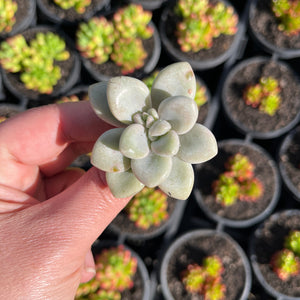 Graptoveria Ellen (Cutting)