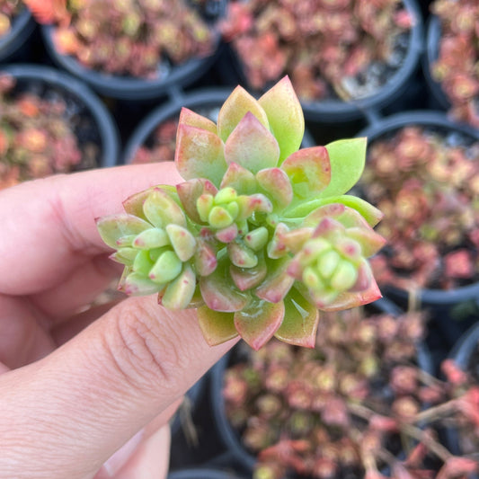 Graptosedum Little Beauty (Cutting)